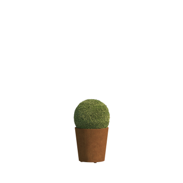Tarent Medium